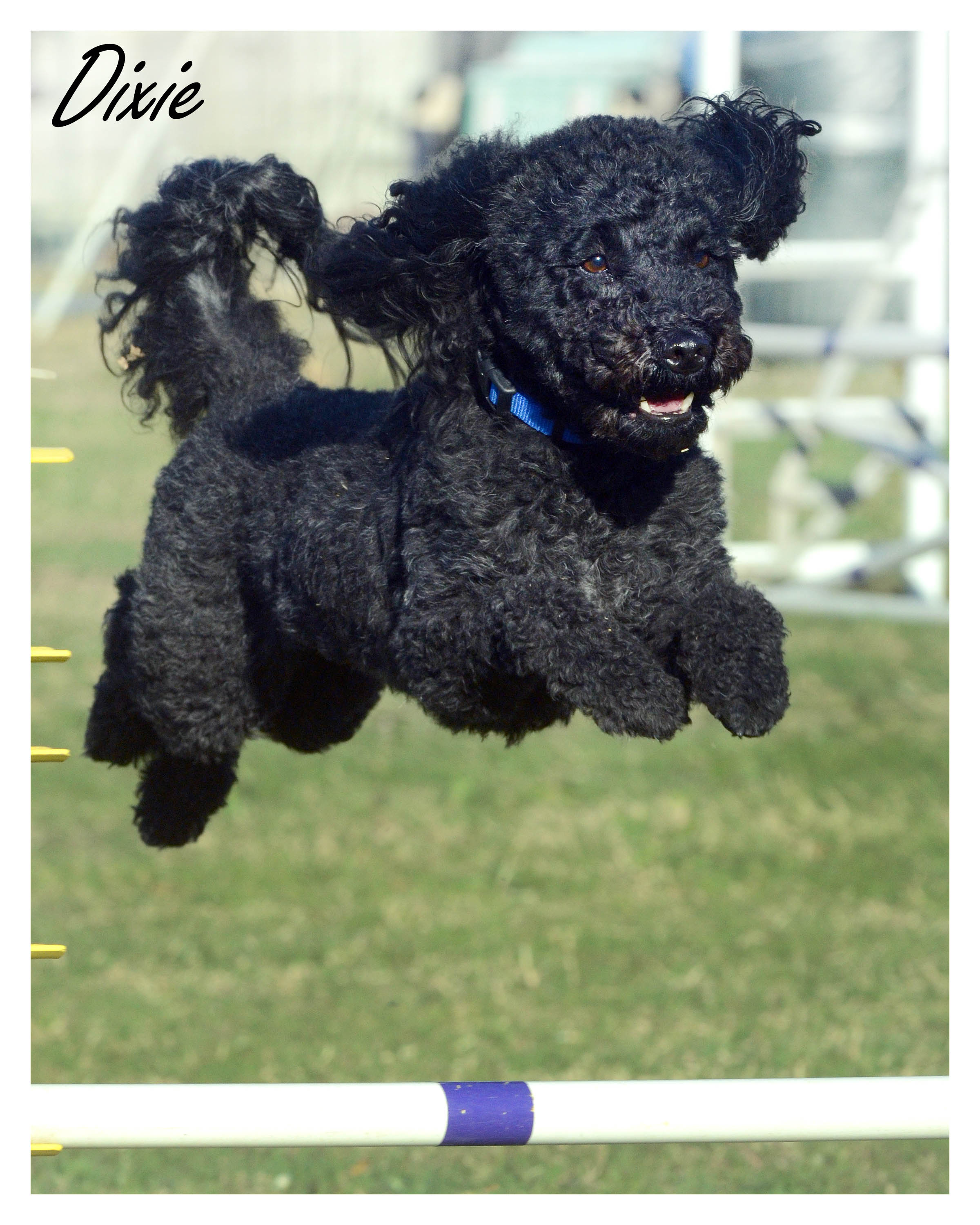 puli dog jumping